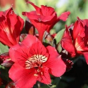 Alstroemeria Princess Kate