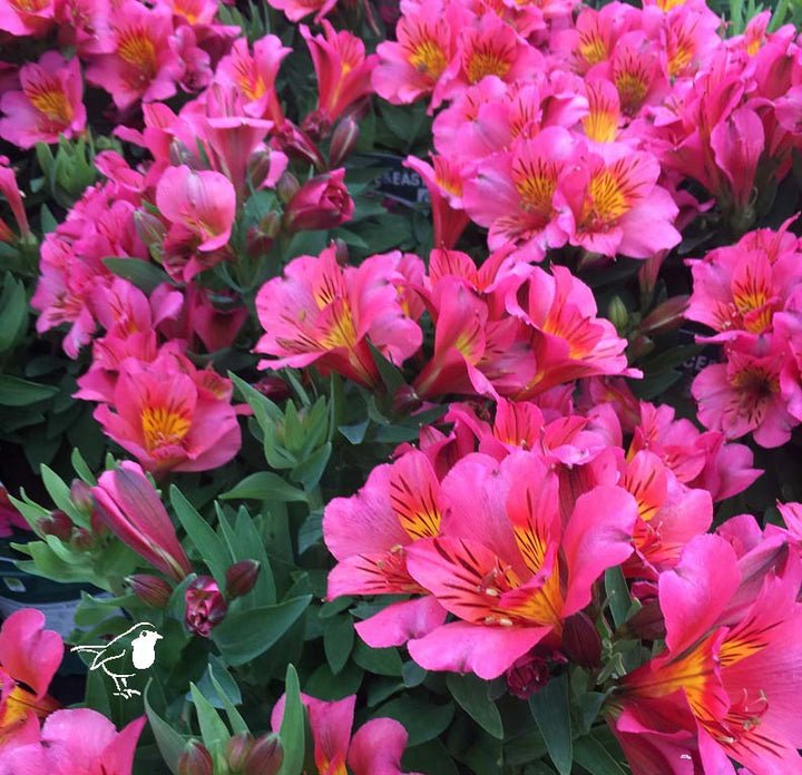 Alstroemeria Princess Eliane