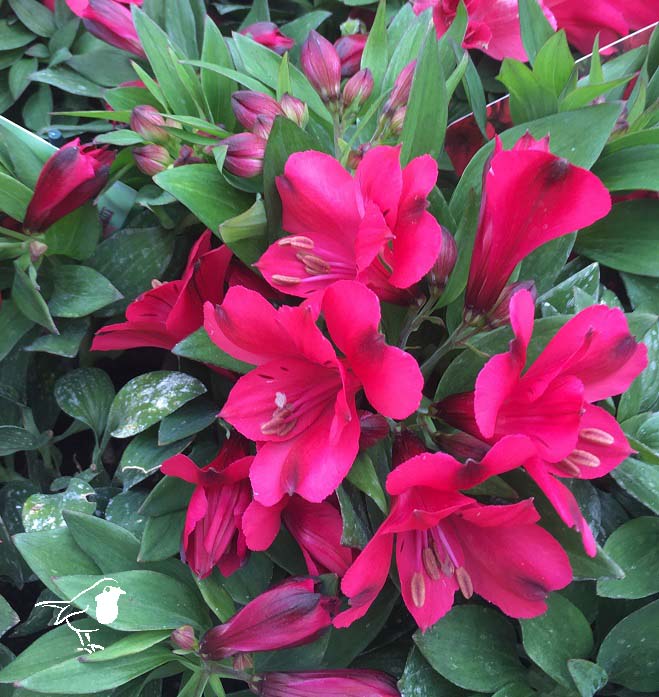 Alstroemeria Valletta