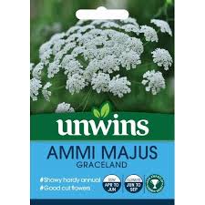 Ammi Majus Graceland