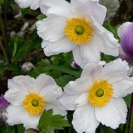 Anemone Ruffled Swan