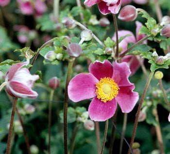 Japanese Anemone (Anemone Hupehensis Splendens)