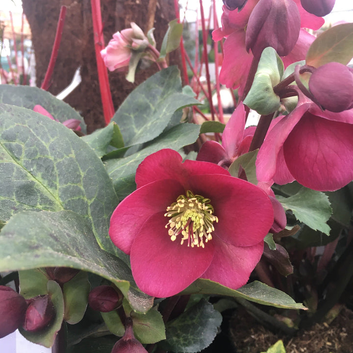 Helleborus-Annas-Red-Plant