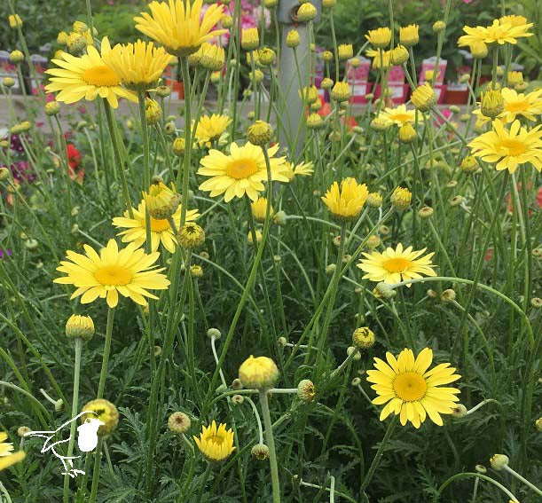 Anthemis tinct. E.C. Buxton