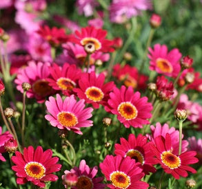 Argyranthemum Madeira Red