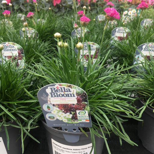 ARMERIA maritima Abbey Deep Rose