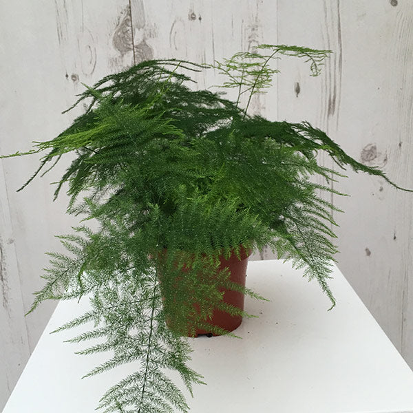 Asparagus setaceus 7cm Pot ( Asparagus Fern )