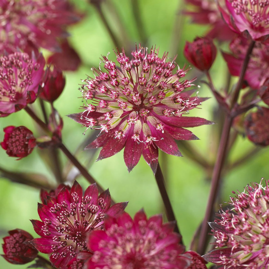 Masterwort Astrantia Star of Love (2Ltr Pot)