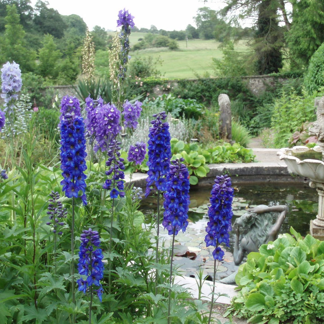 Delphinium Guardian Blue