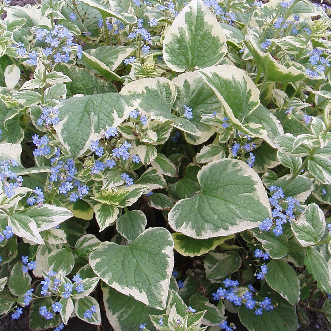 Brunnera macr. Variegata