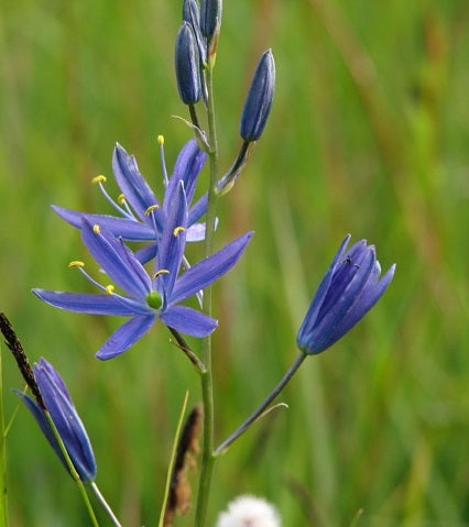 CAMASSIA QUAMASH X 15