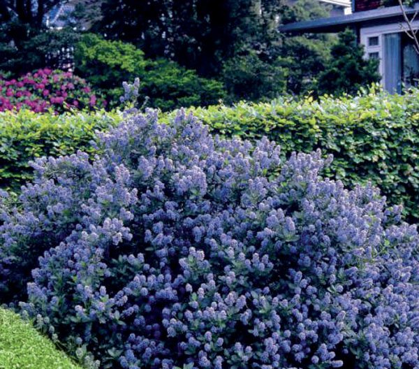 Ceanothus Victoria