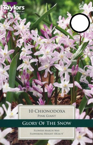 CHIONODOXA PINK GIANT