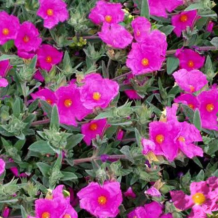 CISTUS PULVERULENTUS SUNSET