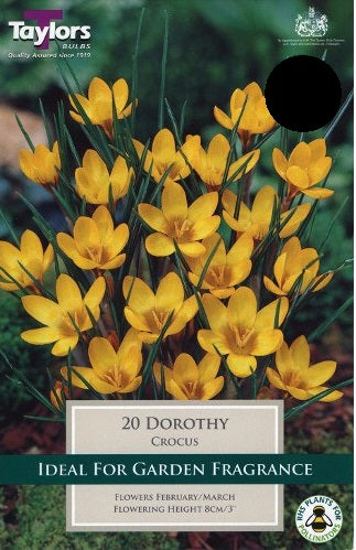 CROCUS DOROTHY