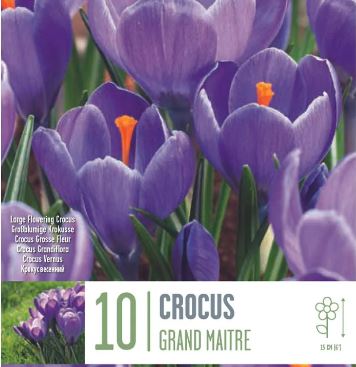 CROCUS GRAND MAITRE X 10