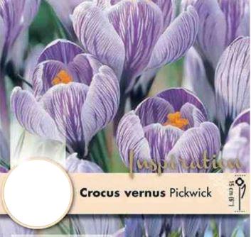 CROCUS PICKWICK X 10