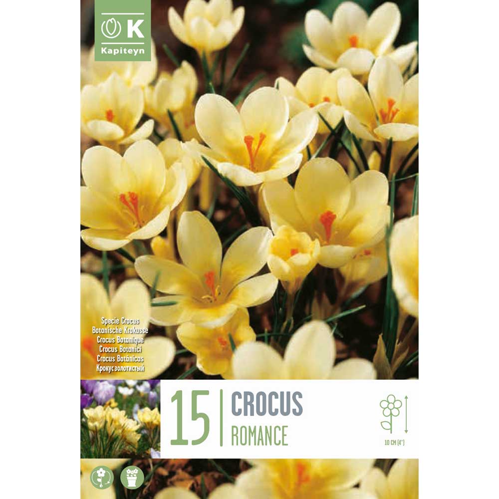 CROCUS ROMANCE X 15