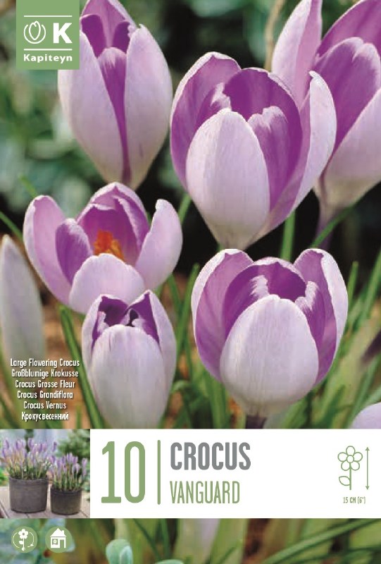 CROCUS VANGUARD X 10