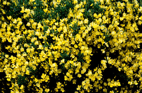 CYTISUS Allgold