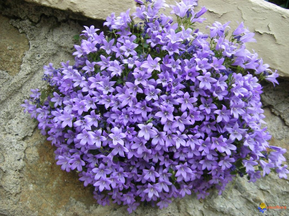 Campanula-muralis-Plant