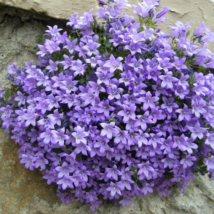 CAMPANULA muralis