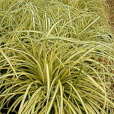 CAREX morrowii Evergold