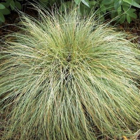 Carex (Frosted Curls)