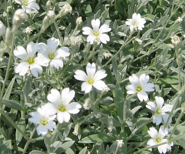 Cerastium tomentosum