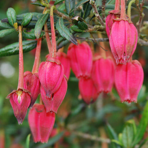 CRINODENDRON HOOKERIANUM