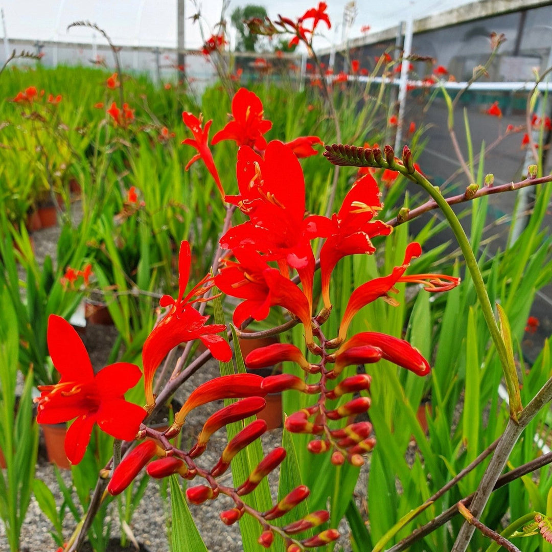 Montbretia Crocosmia Lucifer (2Ltr Pot)