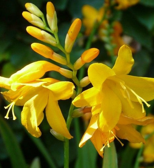 Crocosmia Buttercup