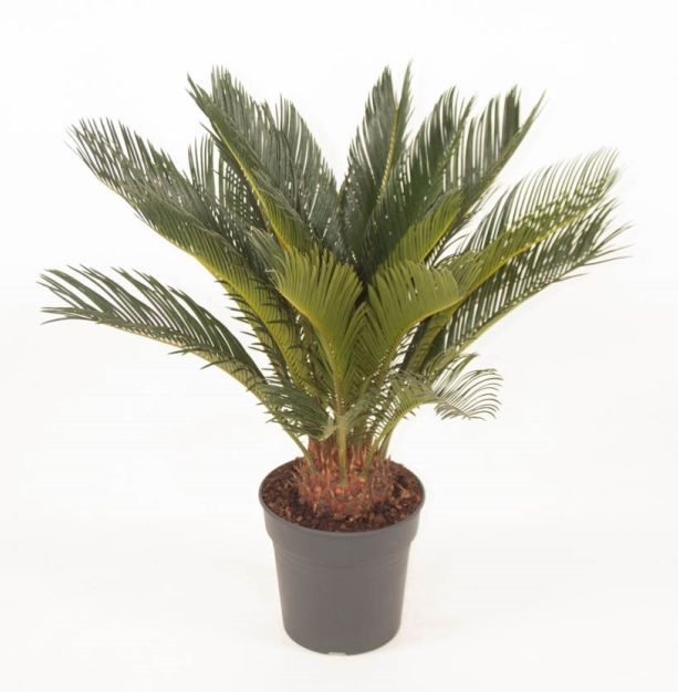 Cycas revoluta