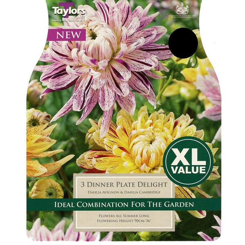 DAHLIA DINNERPLATE DELIGHT