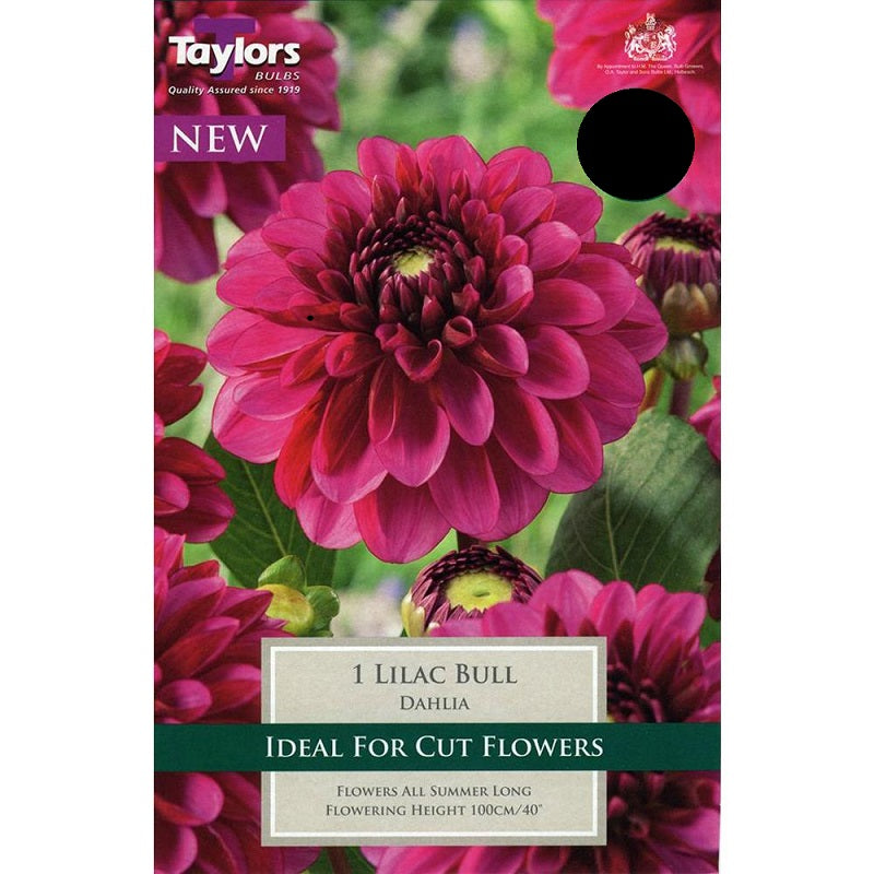 DAHLIA LILAC BULL