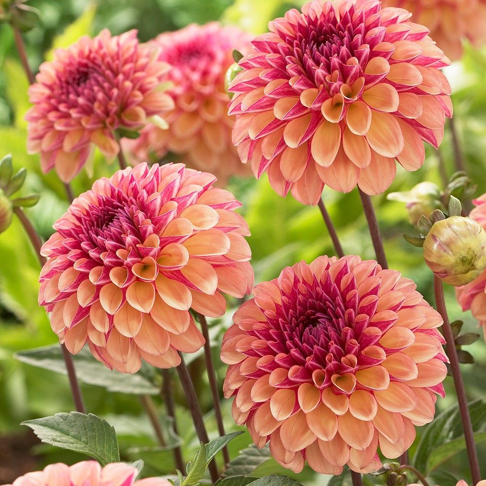 DAHLIA PALMARES