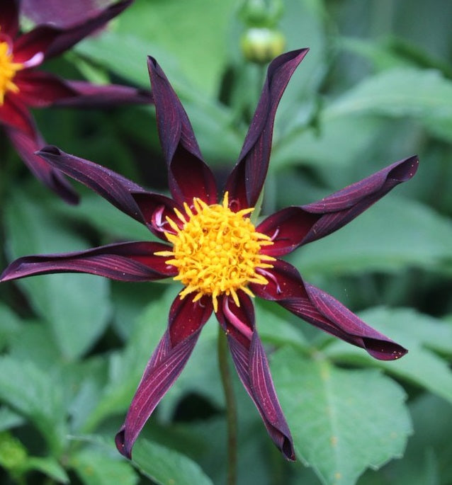 Dahlia Verrones Obsidian