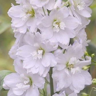 Delphinium Galahad p.h.