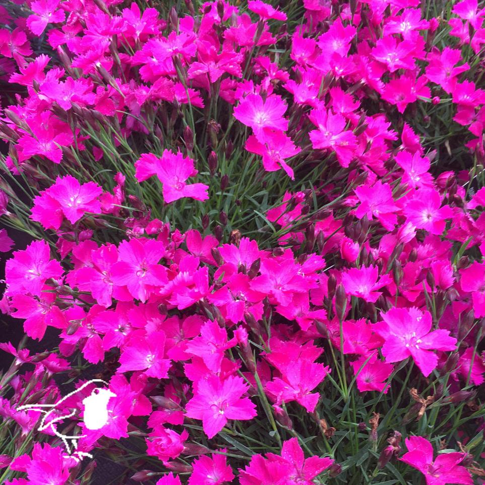 Dianthus Kahori – Windyridge Garden Centre