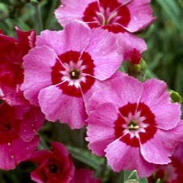 Dianthus Pixie Star