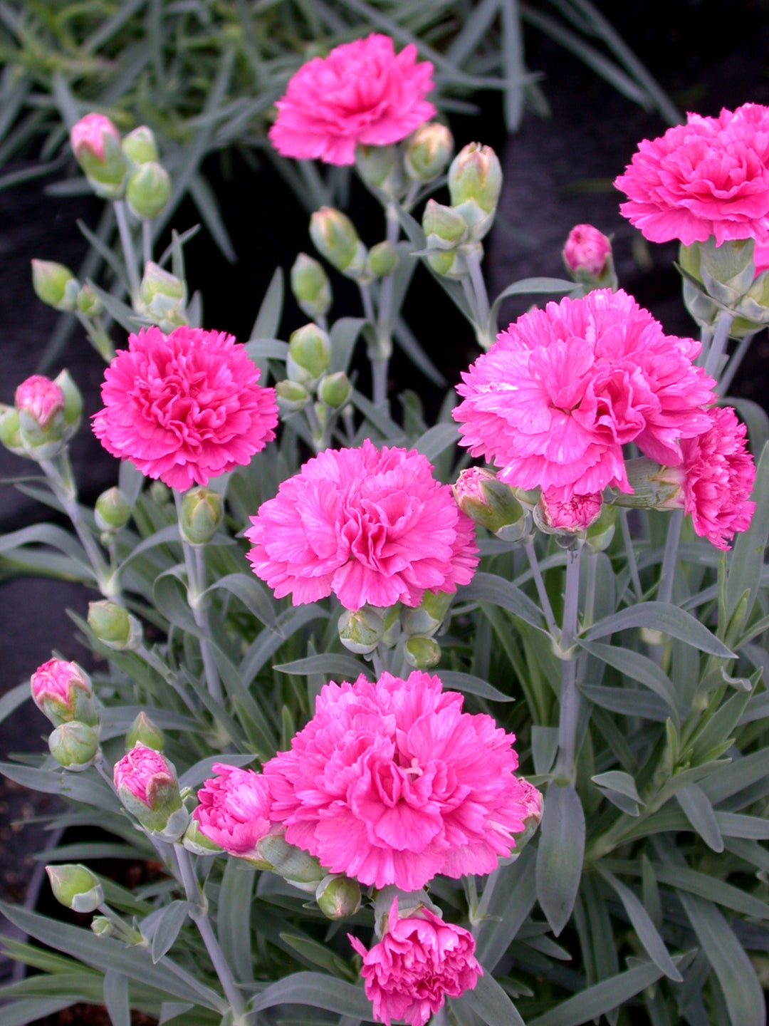 Dianthus Sherbet