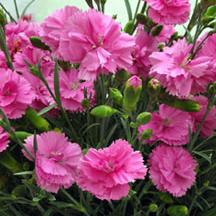 Dianthus Tickled Pink