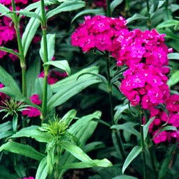 Dianthus barbatus Purple