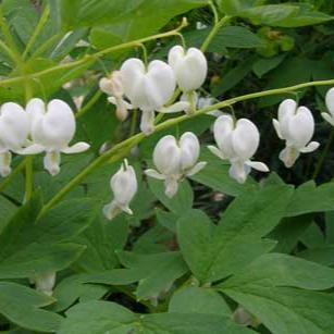 Dicentra spectabilis Alba