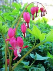 Dicentra spectabilis