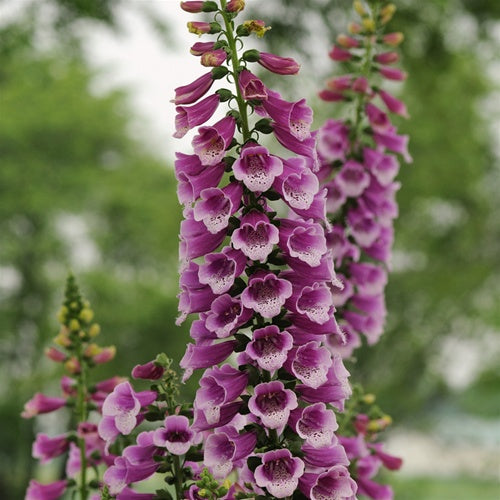 Digitalis Dalmation Purple