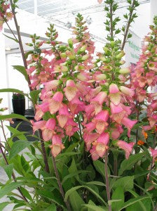 Digitalis Illumination Pink