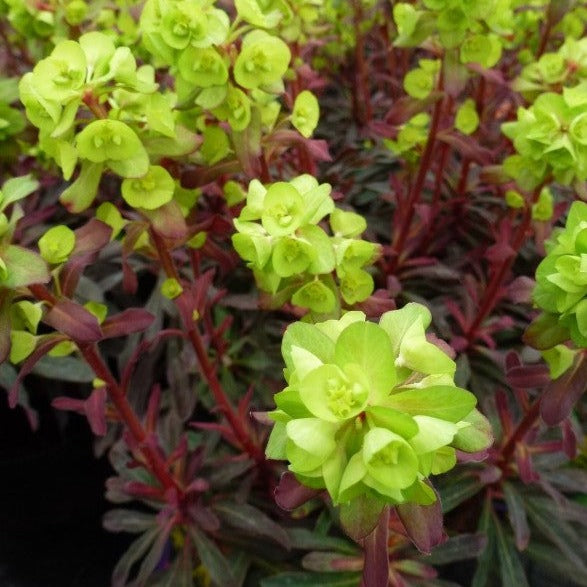 Euphorbia amyg. Purpurea  2 Ltr pot