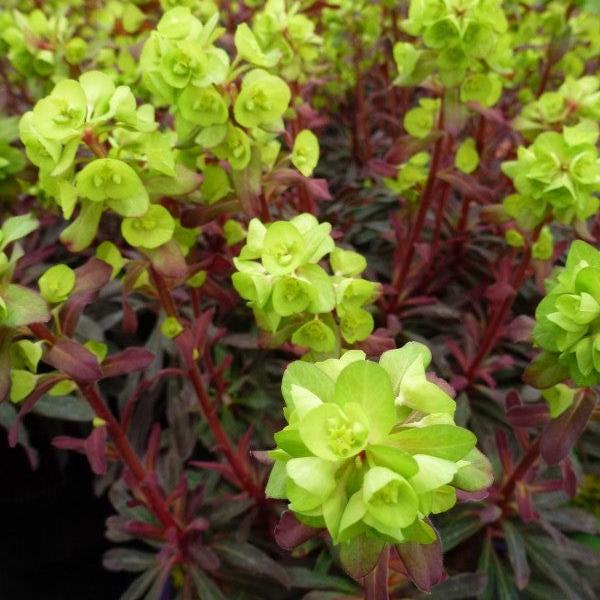 EUPHORBIA AMY PURPUREA