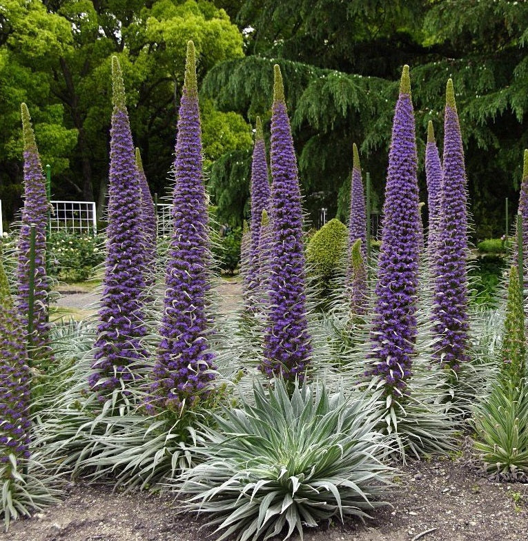 Echium pininana